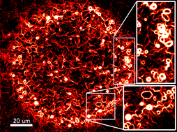 Graphical abstract: Formation of ring-shaped assembly of microtubules with a narrow size distribution at an air–buffer interface