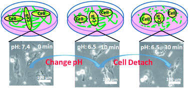 Graphical abstract: Novel pH responsive hydrogels for controlled cell adhesion and triggered surface detachment