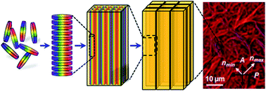 Graphical abstract: Macroscopically oriented hierarchical structure of the amphiphilic tetrathiafulvalene molecule