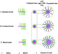 Graphical abstract: Synthesis and pH-responsive micellization of brush copolymers poly(methyl methacrylate-co-2-(2-bromoisobutyryloxy)ethyl methacrylate-graft-acrylic acid): role of composition profile