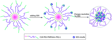 Graphical abstract: Complex coacervate micelles formed by a C18-capped cationic triblock thermoresponsive copolymer interacting with SDS