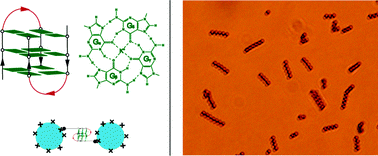 Graphical abstract: Connecting magnetic micro-particles with DNA G-quadruplexes