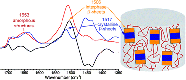 Graphical abstract: Evidence by infrared spectroscopy of the presence of two types of β-sheets in major ampullate spider silk and silkworm silk