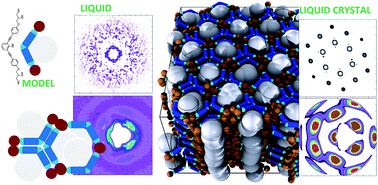 Graphical abstract: Entropy driven polymorphism in liquids and mesophases consisting of three block amphiphilic molecules