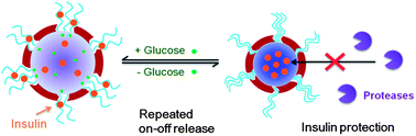 Graphical abstract: A glucose-responsive complex polymeric micelle enabling repeated on–off release and insulin protection