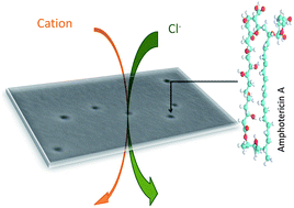 Graphical abstract: Structure and ionic selectivity of a hybrid polyene/artificial polymer solid state membrane