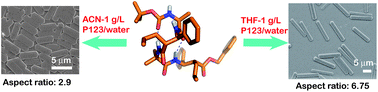 Graphical abstract: Chemical environment as control element in the evolution of shapes – ‘hexagons and rods’ from an 11-helical α,β2,3-hybrid peptide