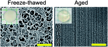 Graphical abstract: The role of crystallization and phase separation in the formation of physically cross-linked PVA hydrogels