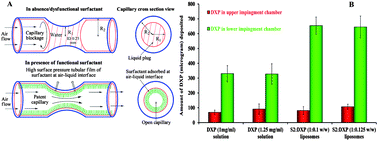 Graphical abstract: Development and evaluation of anti-oxidant and anti-inflammatory drugs loaded lung surfactants