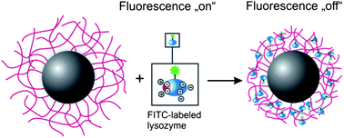 Graphical abstract: Protein binding to soft polymeric layers: a quantitative study by fluorescence spectroscopy