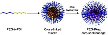 Graphical abstract: Core–shell nanogel of PEG–poly(aspartic acid) and its pH-responsive release of rh-insulin