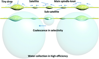 Graphical abstract: Bioinspired spindle-knotted fibers with a strong water-collecting ability from a humid environment