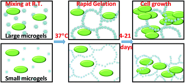 Graphical abstract: A colloidal supra-structure of responsive microgels as a potential cell scaffold