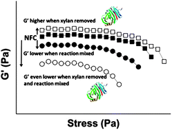 Graphical abstract: The role of hemicellulose in nanofibrillated cellulose networks