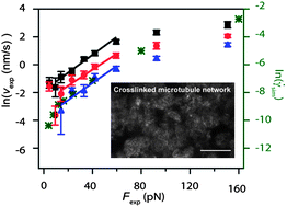 Graphical abstract: Microrheology of highly crosslinked microtubule networks is dominated by force-induced crosslinker unbinding