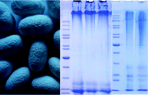 Graphical abstract: Effect of regeneration of liquid silk fibroin on its structure and characterization