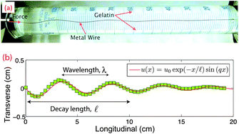 Graphical abstract: Attenuated short wavelength buckling and force propagation in a biopolymer-reinforced rod