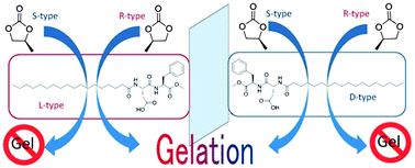 Graphical abstract: Solvent-chirality selective organogelation by chiral aspartame lipids