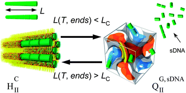 Graphical abstract: Stacking of short DNA induces the gyroid cubic-to-inverted hexagonal phase transition in lipid–DNA complexes