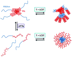 Graphical abstract: Thermo- and pH-sensitive aggregation behavior of PDEAm-b-P(l-lysine) double hydrophilic block copolymers in aqueous solution