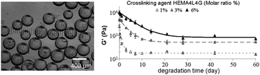 Graphical abstract: Degradation of hydrolyzable hydrogel microspheres