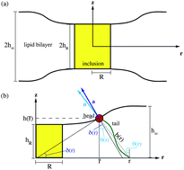 Graphical abstract: Energetics of lipid bilayers with applications to deformations induced by inclusions