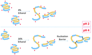 Graphical abstract: Ethanol shock and lysozyme aggregation