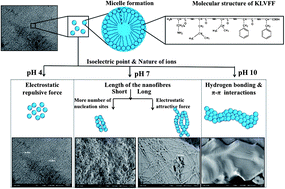 Graphical abstract: Hierarchical self-assembly of Tjernberg peptide at nanoscale