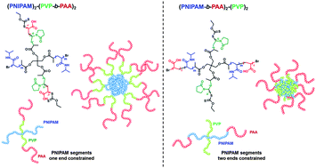 Graphical abstract: Effect of structural constraint on dynamic self-assembly behavior of PNIPAM-based nonlinear multihydrophilic block copolymers