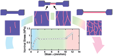 Graphical abstract: Characterization of internal fracture process of double network hydrogels under uniaxial elongation