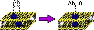 Graphical abstract: Compositional interface dynamics within symmetric and asymmetric planar lipid bilayer membranes