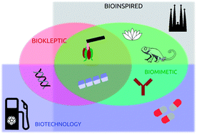 Graphical abstract: Reply to the ‘Comment on “Innovation through imitation: Biomimetic, bioinspired and biokleptic research”’ by M. Drack and I. C. Gebeshuber, Soft Matter, 2013, 9, DOI: 10.1039/c2sm26722e