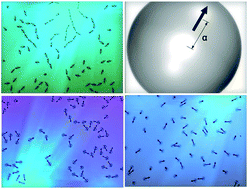 Graphical abstract: Cluster formation in systems of shifted-dipole particles