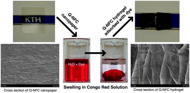 Graphical abstract: Surface quaternized cellulose nanofibrils with high water absorbency and adsorption capacity for anionic dyes