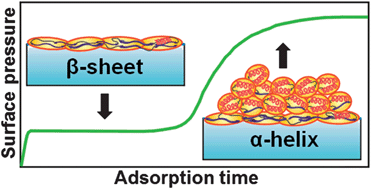 Graphical abstract: Conformation transitions of adsorbed proteins by interfacial forces at an air–liquid interface and their effect on the catalytic activity of proteins