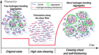 Graphical abstract: Shear induced self-thickening in chitosan-grafted polyacrylamide aqueous solution