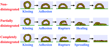 Graphical abstract: Vesicle deposition on hydrophilic solid surfaces