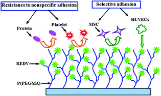 Graphical abstract: Multifunctional P(PEGMA)–REDV conjugated titanium surfaces for improved endothelial cell selectivity and hemocompatibility