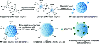 Graphical abstract: Monodispersed or narrow-dispersed melamine–formaldehyde resin polymer colloidal spheres: preparation, size-control, modification, bioconjugation and particle formation mechanism