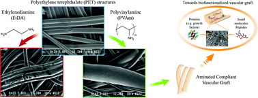 Graphical abstract: A non-damaging chemical amination protocol for poly(ethylene terephthalate) – application to the design of functionalized compliant vascular grafts