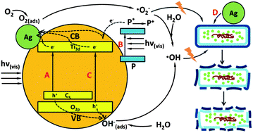 Graphical abstract: Facile fabrication of Ag/C-TiO2 nanoparticles with enhanced visible light photocatalytic activity for disinfection of Escherichia coli and Enterococcus faecalis