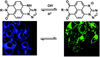 Graphical abstract: A pH sensitive ratiometric fluorophore and its application for monitoring the intracellular and extracellular pHs simultaneously