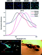 Graphical abstract: Non-invasive in vivo imaging of the ionic regimes along the gastrointestinal tract of a freshwater vertebrate model organism (Japanese medaka) using responsive photonic crystal beads