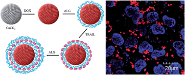 Graphical abstract: Fabrication of tumor necrosis factor-related apoptosis inducing ligand (TRAIL)/ALG modified CaCO3 as drug carriers with the function of tumor selective recognition
