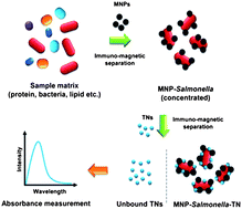 Graphical abstract: Individual inorganic nanoparticles: preparation, functionalization and in vitro biomedical diagnostic applications