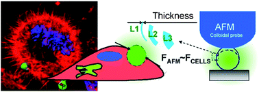 Graphical abstract: Mechanical strength and intracellular uptake of CaCO3-templated LbL capsules composed of biodegradable polyelectrolytes: the influence of the number of layers