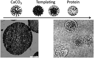 Graphical abstract: Microparticulate biomolecules by mild CaCO3 templating