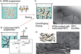 Graphical abstract: Ionically interacting nanoclay and nanofibrillated cellulose lead to tough bulk nanocomposites in compression by forced self-assembly