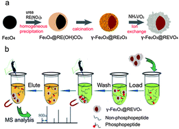 Graphical abstract: Magnetic γ-Fe2O3@REVO4 (RE = Sm, Dy, Ho) affinity microspheres for selective capture, fast separation and easy identification of phosphopeptides