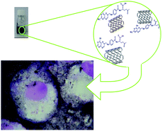 Graphical abstract: Non-covalent conjugates of single-walled carbon nanotubes and folic acid for interaction with cells over-expressing folate receptors